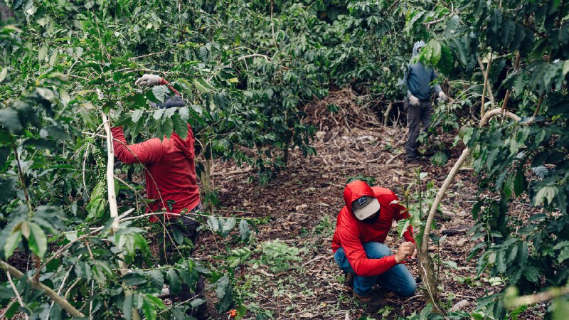 Hawaii’s Prized Kona Coffee Fields Have Become a Target for ICE