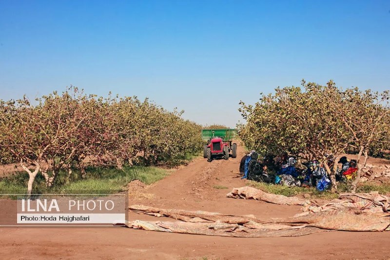 کانال خبری کنارصندل: ⭕️بحران آب،خاموشی و گرانی نهاده‌ها، سه ضلع فشار بر پسته کاران کرمان/خرده‌مالکان در آستانه کنار گذاشتن کشاورزیگزارش سرکار
