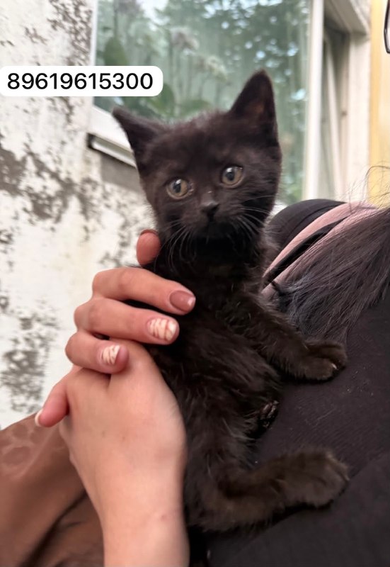 На улице *выброшены 2 котёнка* совсем маленькие, им...