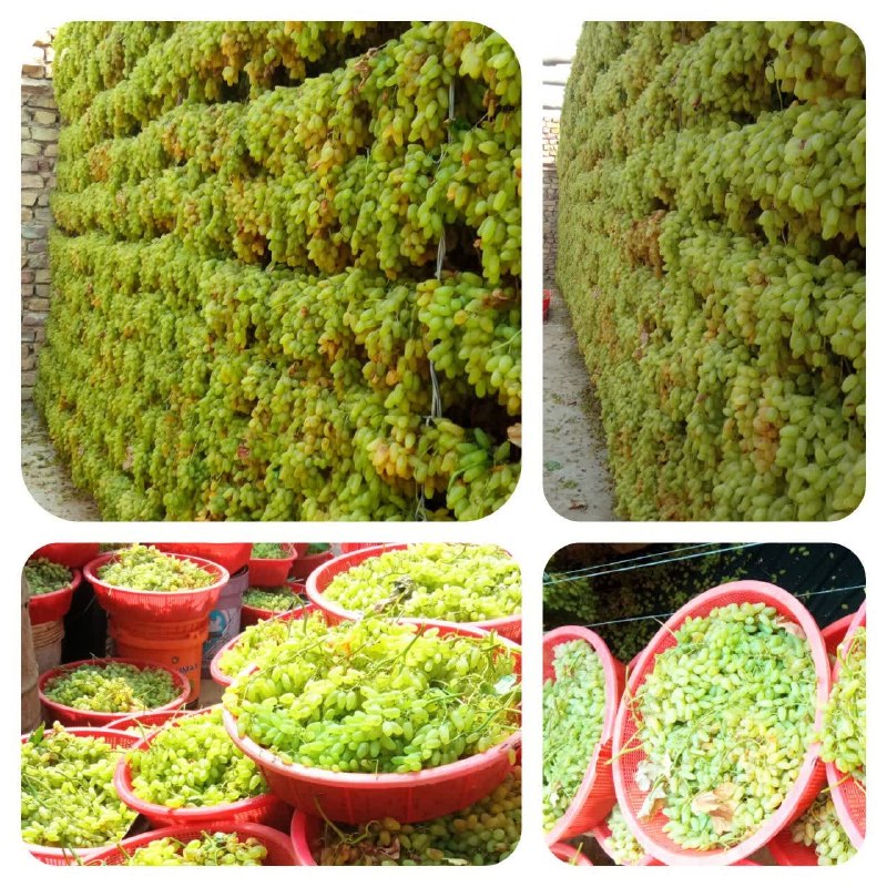 پاتوق بردسکن وحومه: باسلام انگور واکنی در روستای #حسنآباد_خانبرای محصول کشمش...💟پاتوق بردسکن🆔 @PATOGH_BARDASKAN
