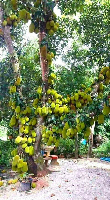 Jackfruit is the world’s largest tree-borne fruit, sometimes weighing over 40 kg.