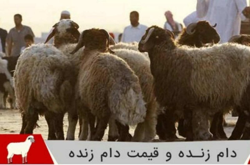 تایباد آنلاین: 🔴 قیمت گوسفند زنده در #تایباد 🐑📍بازار #تایباد(قیمتها به ازای هر کیلوگرم)🔸 برهها:🍼 بره پای پروار (زیر ۳۰ کیلو): ۷۰۰ تا