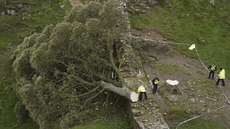 Two men convicted of felling UK’s famous Sycamore Gap tree | CNN