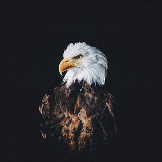 حیات‌وحش Telegram Group Link