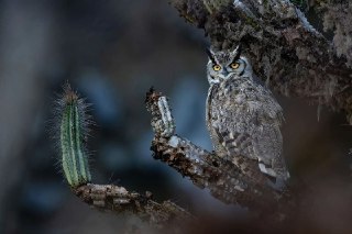 Начни пятницу со снимков победителей орнитологического фотоконкурса Audubon Photography Awards 2026: https://lentach.media/FCMw0