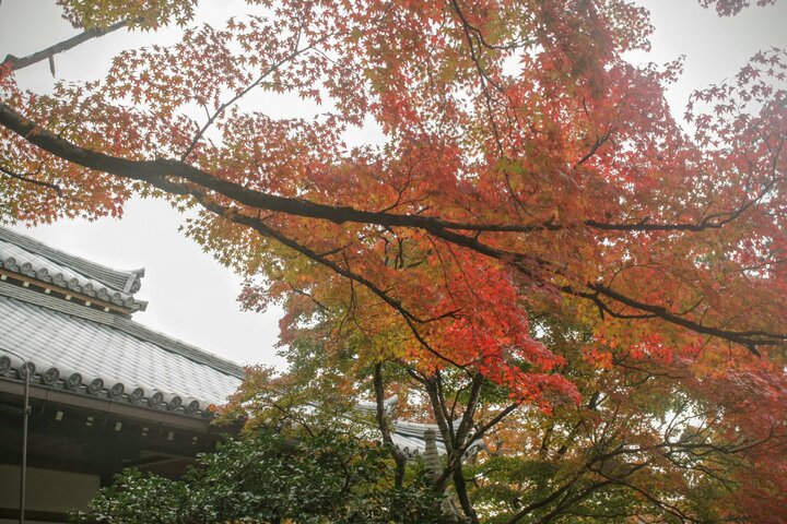 京都嵐山賞楓--小火車與寺廟巡禮