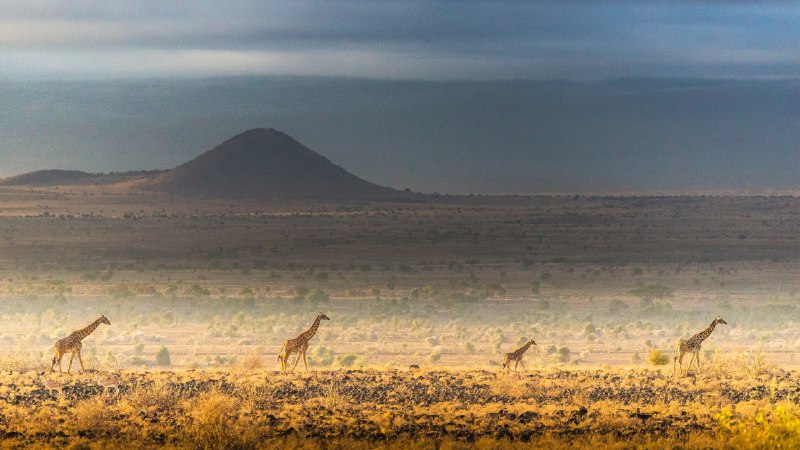 Life in the wildMasai giraffes, Amboseli National Park, Kenya (© Art Wolfe/DanitaDelimont.com)