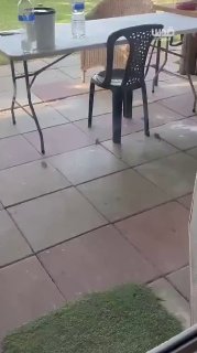 מכרסמים פולשים להתנחלויות הסובבות את עזה