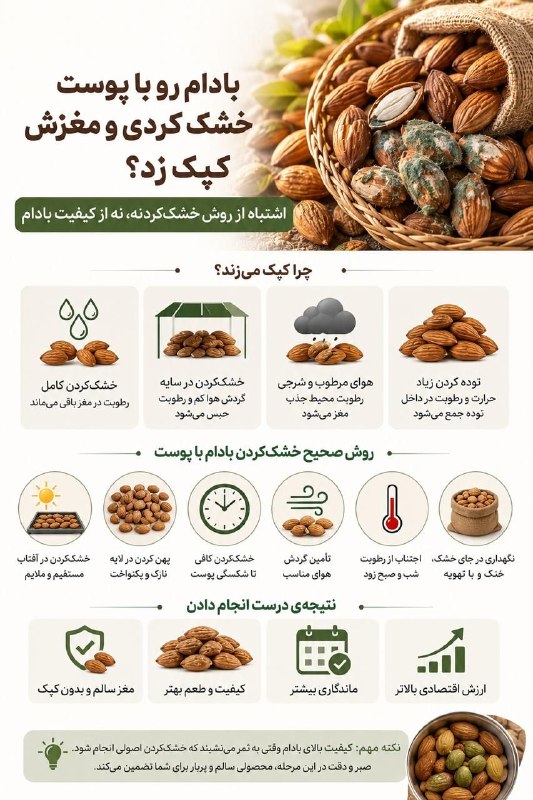 کشاورزان: #بادام #خشک_کردن #باغhttps://t.me/keshawarzan