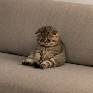 Telegram profile photo for ми ха ил котики и плагины