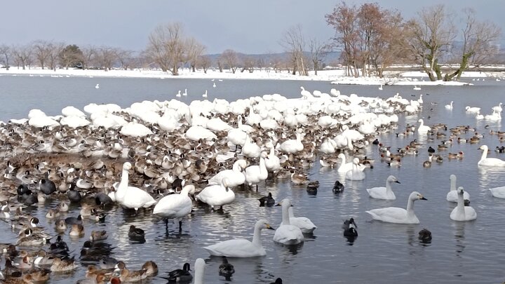 隆冬的新潟水原瓢湖白鳥公園