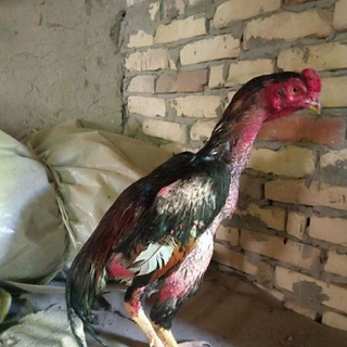 🐓🐓Qoqon Yaypan xorozlar va chorva bozori oldi soti