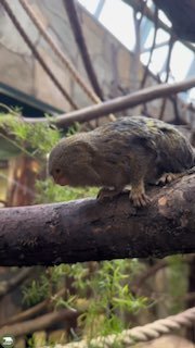 נערת יום ההולדת עם תנופה עשבים בגן החיות של לנינגרד דיוורף מארשמלו לילי הייתה בת 11, והצוות של המחלקה "חברי…