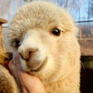 Семья Zero Telegram Group Link