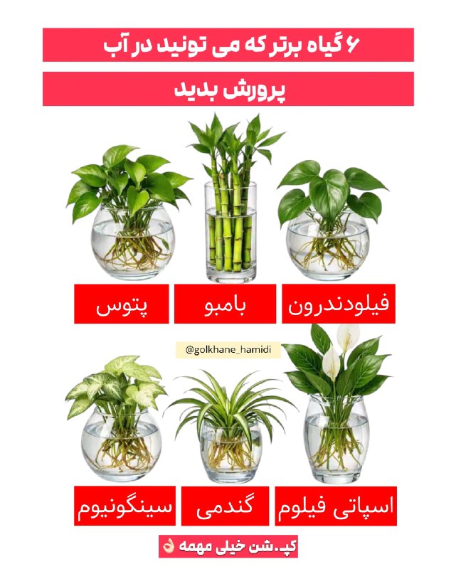 بهداشت جهانی: 🌿 این ۶ گیاه رو می‌تونی بدون خاک و فقط داخل آب نگهداری کنی اگه پتوس، فیلودندرون، بامبو، سینگونیوم، گندمی یا اسپاتی‌فیلوم