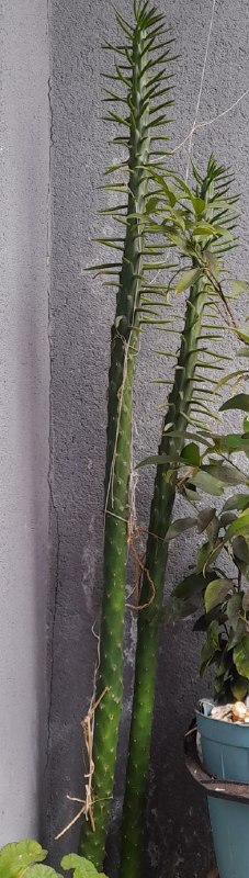 Продаются домашние цветы