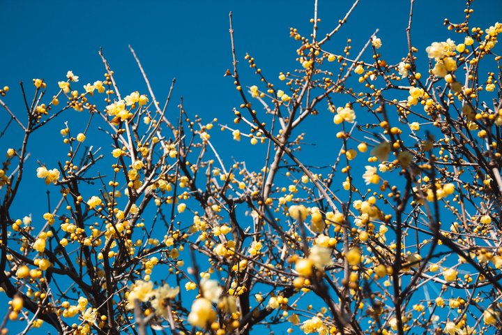 春天未來，冬花滿開 — 秩父寶登山一日健行