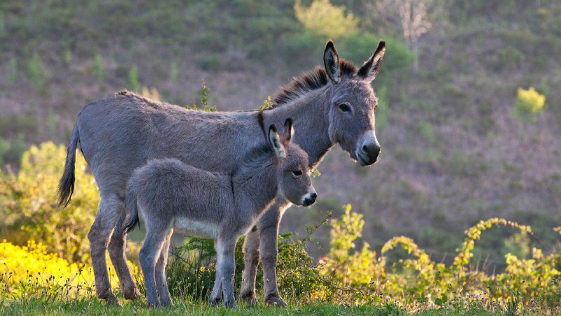 More than a hee-hawSardinian donkey mare and foal, France (© Klein & Hubert/Nature Picture Library)