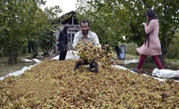 رسانه خبری "راه تالش": 🔺رتبه برتر گیلان در تولید فندق 🔹رئیس سازمان جهاد کشاورزی گیلان از برداشت ۲۹ هزار تن فندق از باغهای استان در سال جاری خب