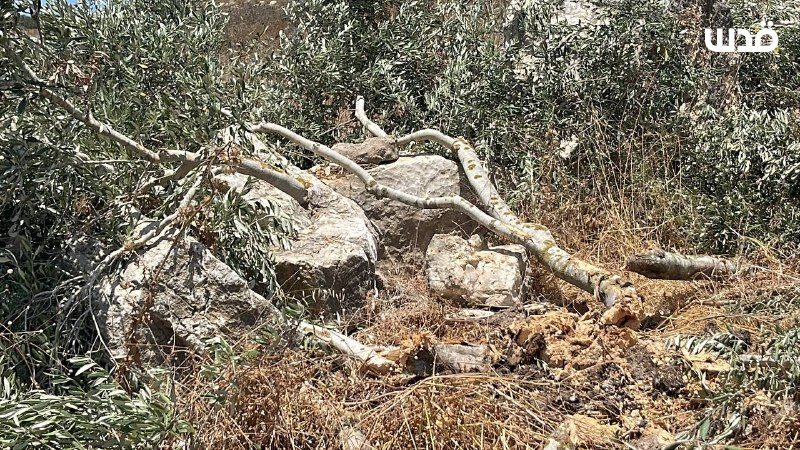 רשת חדשות ירושלים