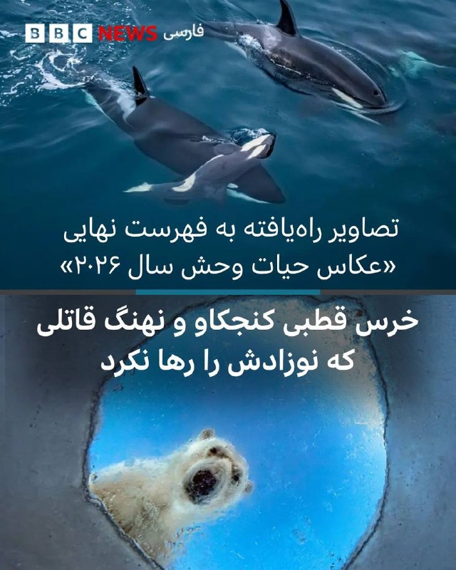 BBCPersian ✔: این پست را ورق بزنید و تعدادی از بهترین عکسهای راه یافته به مسابقه عکاس حیات وحش ۲۰۲۶ را ببینید.پنجره یخی | اودون ریکار