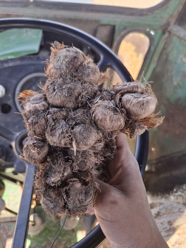 کانال تاریخی فرهنگی جوزقان: مژده مژده📢📣🧅🧅🧅زمین های زعفران شمارا برای کندن پیاز آن بهبالا ترین قیمت خریداریم🤝🤝.قیمت از هکتاری 400تمن تا 1ملیارد شماره