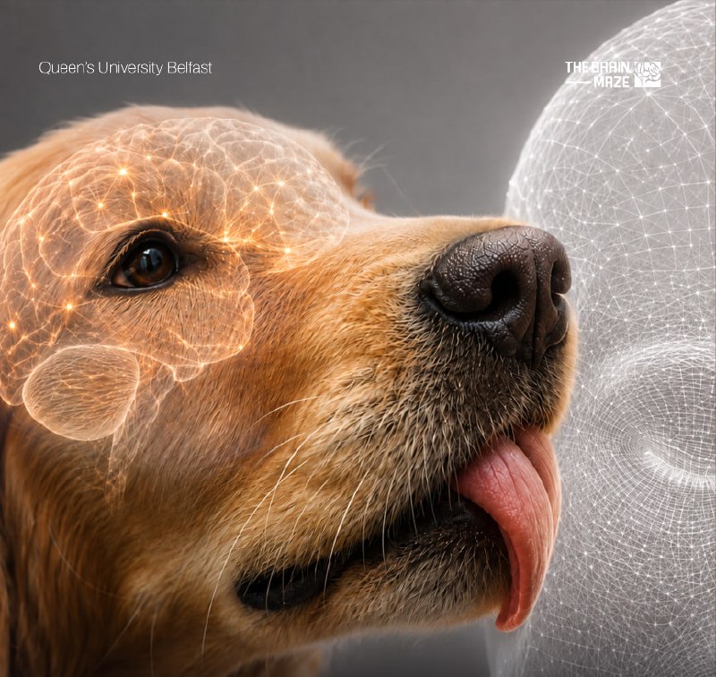 When your dog licks you, it may be gathering information through your scent while also engaging in familiar social behavior.
