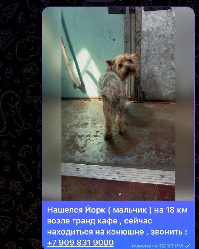 Нашёлся йорк (мальчик) на 18 км возле «Гранд кафе»....