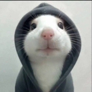 ARMIN Telegram Group Link