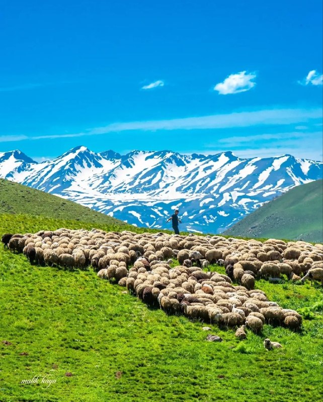 NuceQalawiShaho قالاو: 📆 ئەمڕۆ چوارشەممە بەیانی تان باش ...🌾🌹٢۸ی گەلاوێژی 2726ی کوردی🌾🌹٢۸ی موردادی 405ی هەتاوی🌾🌹١۹ی ئاگۆستی 2026ی زایینی🌾🌹۰۶ی ڕ