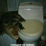 Порифульки умерсичечка