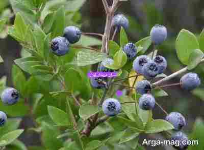 سرای فرزندان ایران.: 🌾 🦁 🍏 🍇 🍎 🌾 🌻 🔷 امروز؛ 🔆 🕊 🔆 🟢 بہ 🌞روز پیروز و فرخ 🌞روز: (#اورمزدخشترویریہ) و شهریور ماه. بہ سال ۳۷۶۴🔥مزدیسنی.۳۷۶۴ / ۰۵