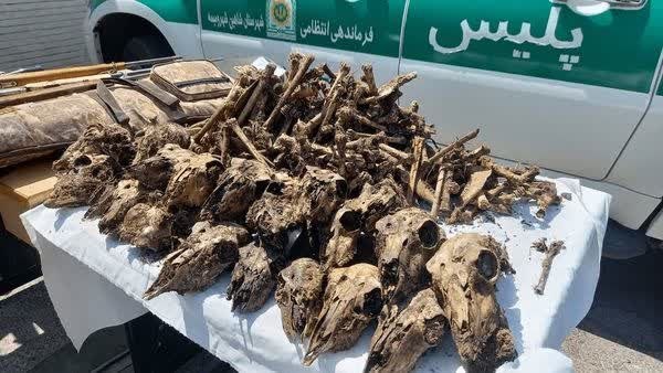 کانال خوانسار هاما: کشف ۴۱ جمجمۀ آهو از چاه آبی در شاهین‌شهر🔹فرمانده انتظامی شاهین‌شهر: ۲ شکارچی غیرمجاز که در یک سال گذشته بیش‌از ۵۰ آهو را