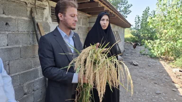 شکوفههای زیتون (اسپرو): 💠آغاز برداشت اولین خوشه برنج در شهرستان رودبار با حضور نصیری لاکه معاون فرماندار🔰با #شکوفههای_زیتون؛#نخستین_رسانه_شهرست