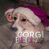 🌹Корги Белла🎅