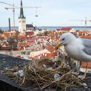 Экспаты - Work in Estonia_group