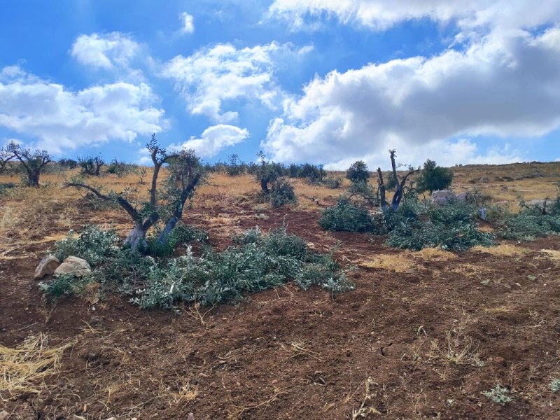 מתנחלים כרתו עצי זית באדמות חקלאים באזור ואדי ג'היש, מזרחית לאלסמו, דרומית לחברון.