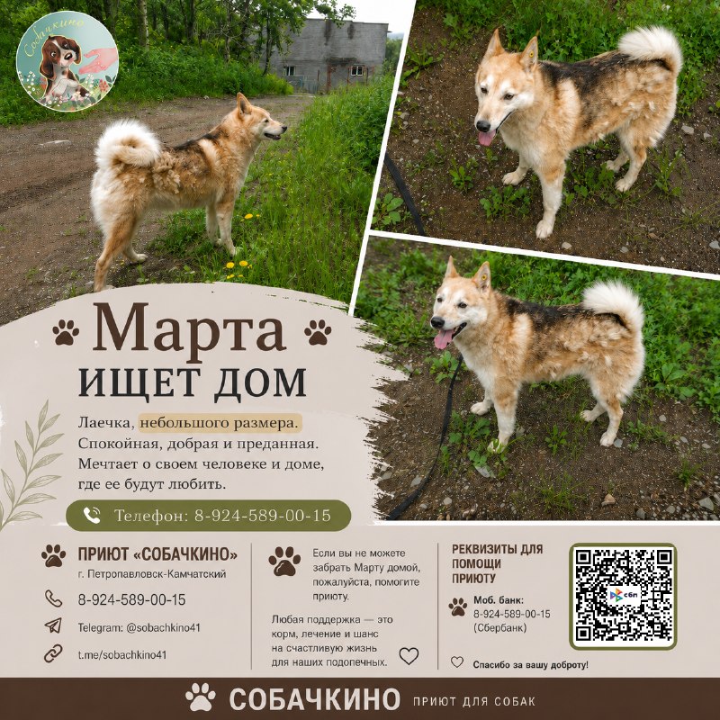 МАРТА ИЩЕТ ДОМ
Марта — добрая, спокойная и очень...