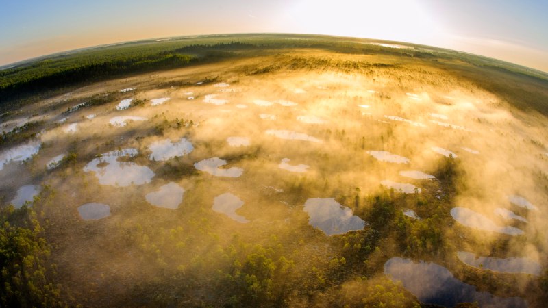 The power of protestAlam-Pedja Nature Reserve in Tartu County, Estonia (© Sven Zacek/Nature Picture Library)