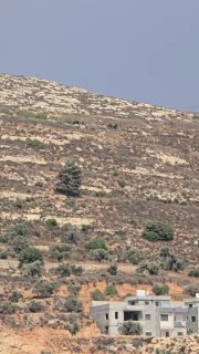 מתנחלים מסתערים על הרי הכפר תלפית, דרומית מזרחית לשכם.