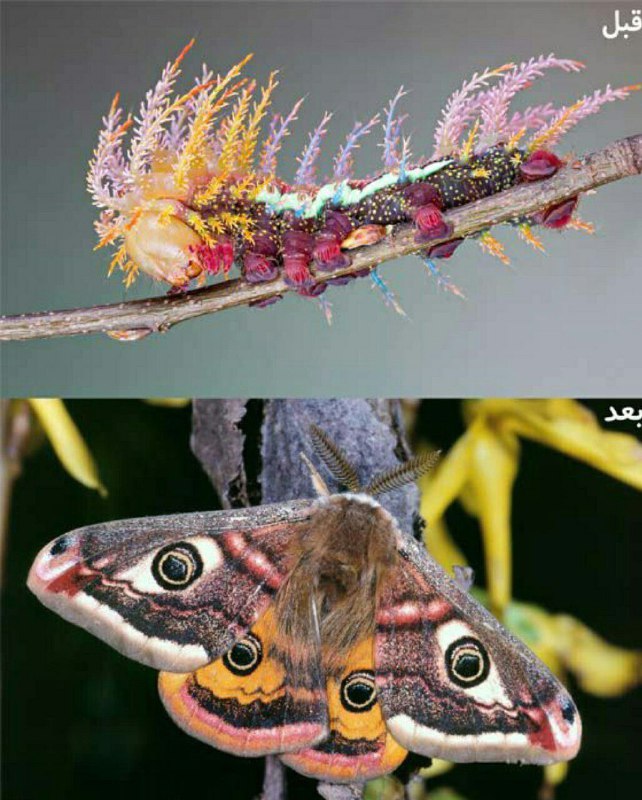 عجایب جهان وترفند ودانستنیهای علمی: #شگفتی_های_آفرینش 🦋🐛 تصویری زیبا و عجیب از شاپرک چشم گربه‌ای (Saturniidae) قبل و بعد از دگردیسی 😍#الله‌اکبر https://t.me