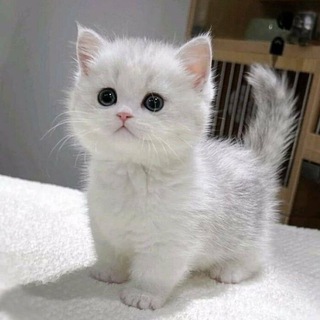 Cats 😍 Telegram Group Link