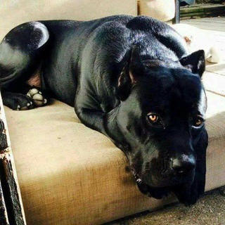 Pit bull_01🐶 Telegram Group Link