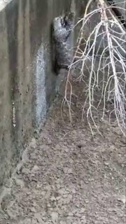 The video published by the organization for the protection of the environment shows the operation of rescuing a tiger that was trapped in a water pool in Hormuzgan district.