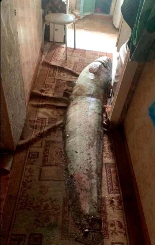 Ha Kамчатке произошёл курьёзный случай Мужчина, вернувшись после рабочего дня, обнаружил взломанную дверь собственной квартиры. Вместо пропавших це... - изображение 3 - kамчатке, произошёл, курьёзный