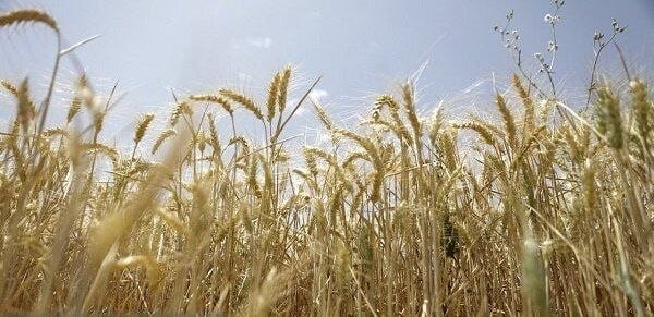خبرهای جالب گنبد: 📣بیش از ۴۰درصد پول گندمکاران باقی مانده است؛ تسویه کامل تا پایان شهریور🔷عطااله هاشمی عضو شورای قیمت‌گذاری و اتخاذ سیاست‌