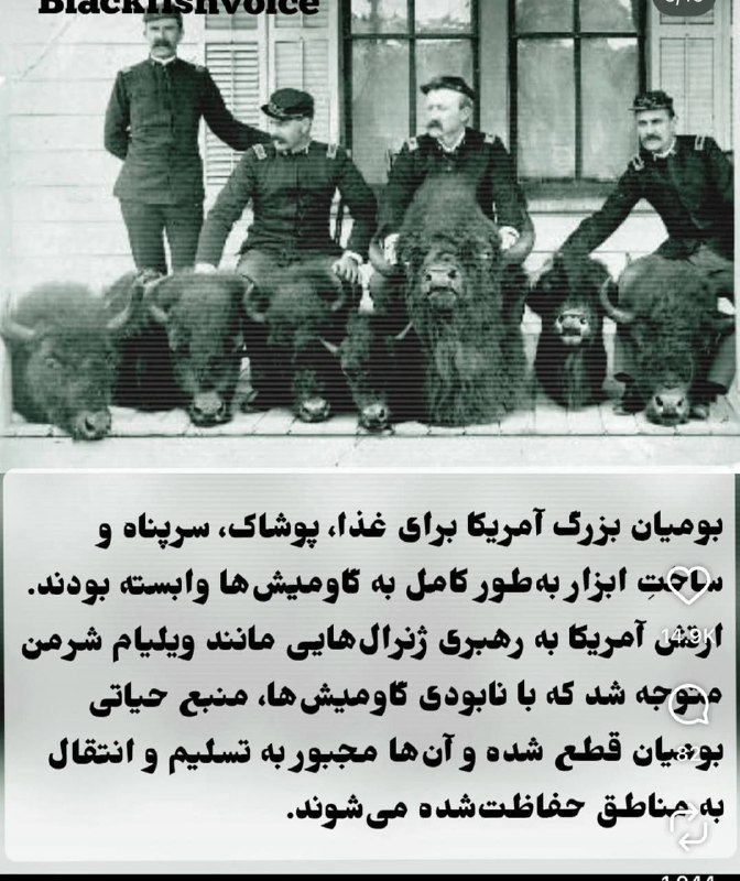جالب: امریکا ۶۰ میلیون گاومیش را کشت. تا منبع غذایی سرخپوستان تمام شود. و بتواند انها را تسلیم کند، این اولین تحریم و محاصره ا
