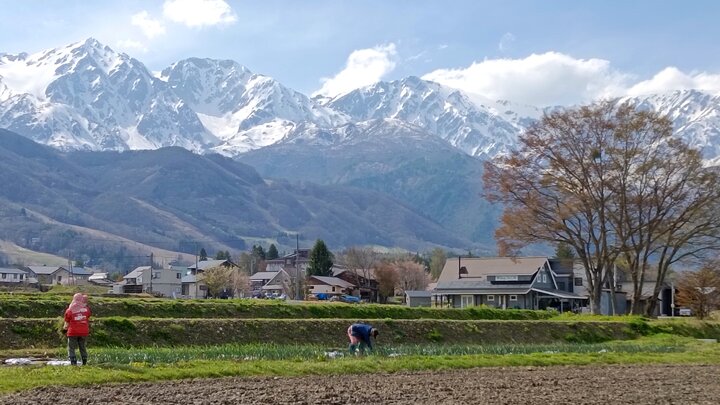 長野白馬村的田野風光