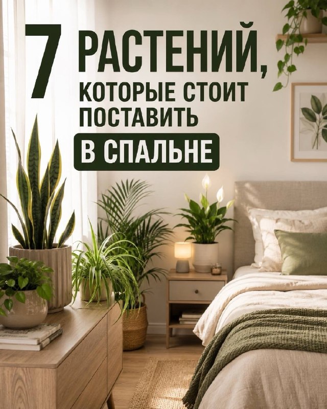 Растения для уютной спальни Уголок дизайна | Уголок дизайна - изображение 1 - растения, уютной, спальни