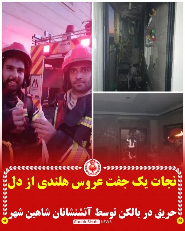 شاهین شهر سلام: 🐦❤️ وقتی نجات، فقط نجاتِ انسان‌ها نیست...گاهی در دلِ آتش، موجوداتی گرفتار می‌شوند که زبان فریاد زدن ندارند؛ اما آتش‌نشان